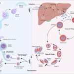 dara hassanzadeh name herkunft