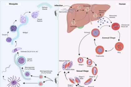 dara hassanzadeh name herkunft